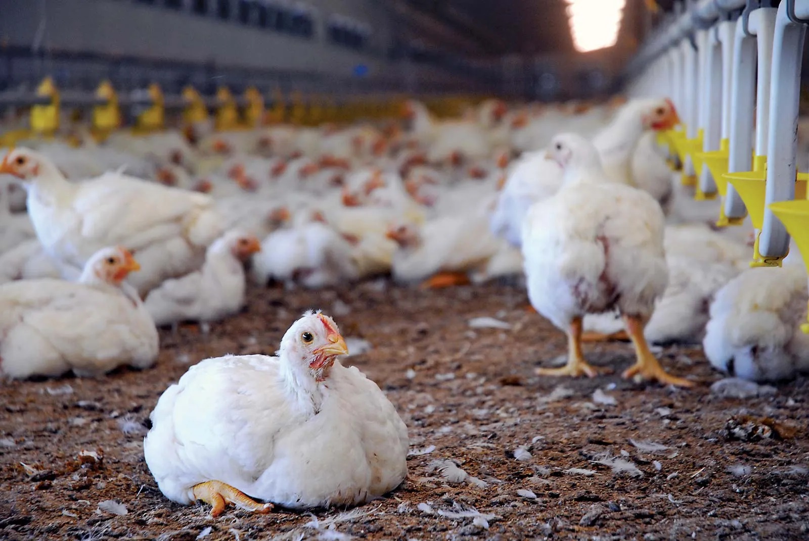 Poultry companies to reduce broiler prices