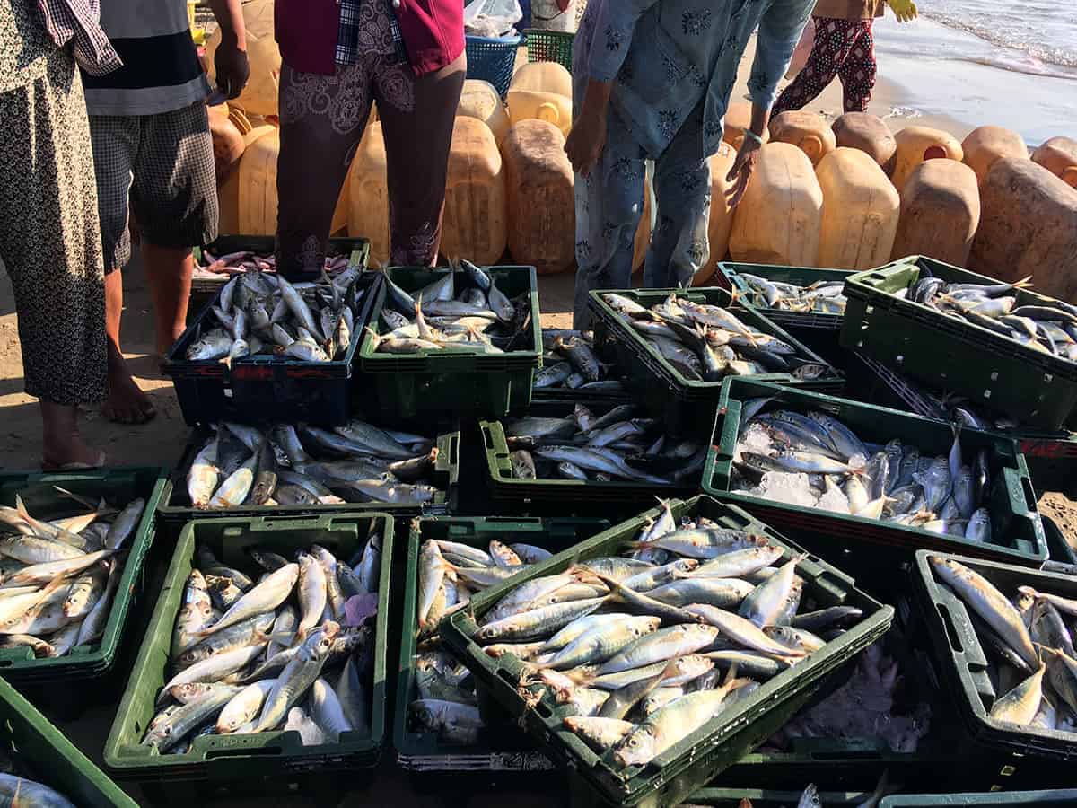 Koheda to become a hub for freshwater fish exports
